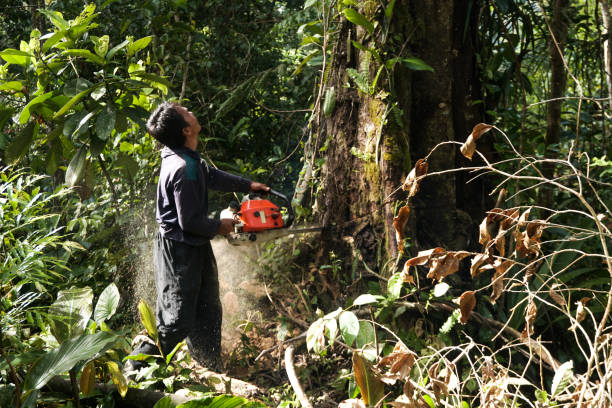 Best Tree Removal for Businesses  in Jonesville, NC